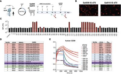 Generation and characterization of antagonistic anti-human CD39 nanobodies